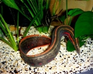 fire eel 